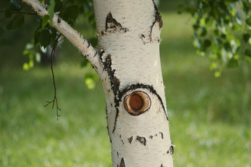 Сук дерева © alabura