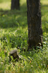 пень в лесу