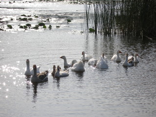 Summer landscape with geese on the lake