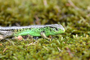 lacerta agilis agilis⁮ sand lizard