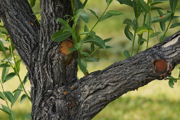 Сук дерева © alabura