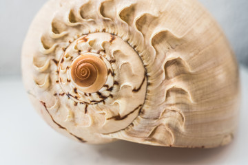 Large seashell studio with white background