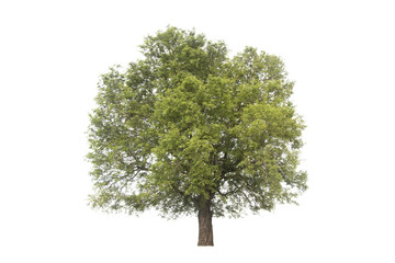 Tree isolated on white background Suitable for use.