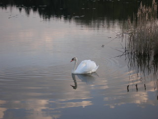  Swan family on the lake