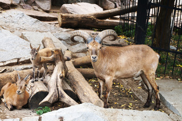 rams