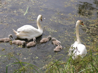  Swan family on the lake