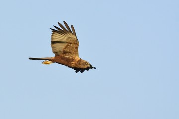 Marsh Harrier (Circus aeroginosus), Crete	