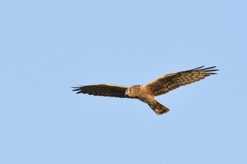 Montagu's harrier (Circus pygargus), Crete