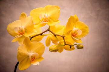 The branch of yellow orchids on white fabric background 