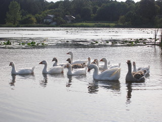 Summer landscape with geese on the lake