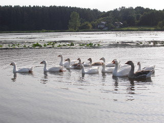Summer landscape with geese on the lake