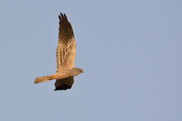 Montagu's Harrier (Circus pygargus). Greece