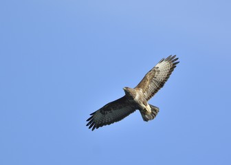 Eurasian Buzzard (Buteo buteo), Greece	
