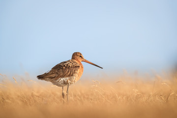 Black-tailed Godwit hiding in gras