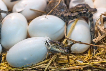 Naklejka na ściany i meble New born Crocodile baby incubation hatching eggs or science name Crocodylus Porosus lying on the straw
