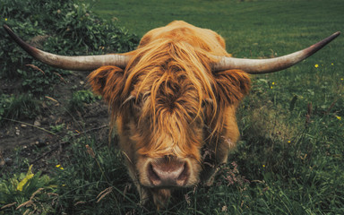 Highland cattle - Portrait