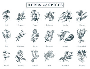 Fototapeta na wymiar Drawn herbs and spices vector set. Botanical illustrations of organic, eco plants. Used for farm sticker,shop label etc.
