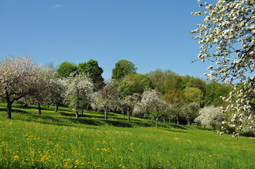 orchard with flowering apple trees in spring