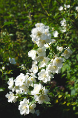 close up of jasmine flowers in a garden