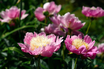 Fototapeta premium Pink Peony Bowl of Beauty, Paeonia lactiflora