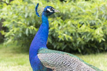 Fototapeta premium Peacocks at the Bagatelle Park, Paris
