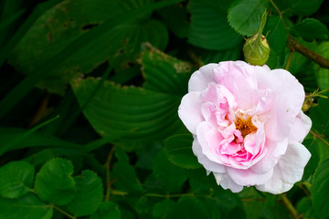 White rose flower bush in summer season home flower garden