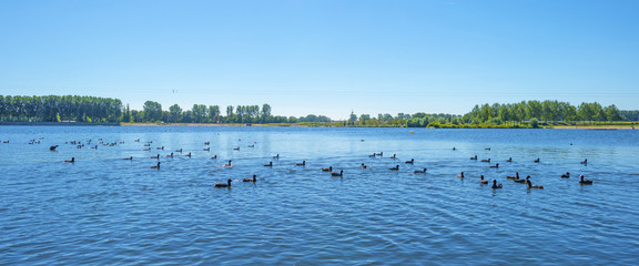 Fototapeta na wymiar Birds swimming in a lake below a blue sky in summer