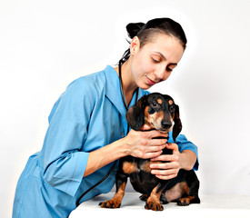 dachshund dog examination by a veterinary doctor