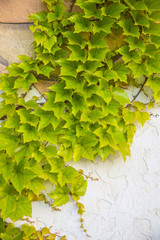 Green ivy on the wall