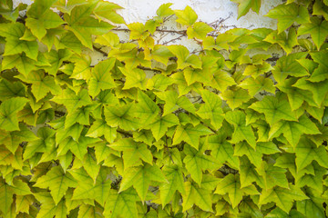 A lush plant ivy on the wall, background