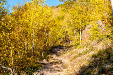 Fototapeta na wymiar Aspen grove at autumn in Rocky Mountains