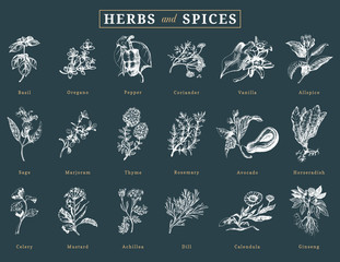 Drawn herbs and spices vector set. Botanical illustrations of organic, eco plants. Used for farm sticker,shop label etc.
