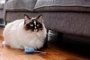 Ragdoll cat playing with a blue knitted mouse inside 