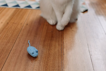 Ragdoll cat playing with a blue knitted mouse inside 