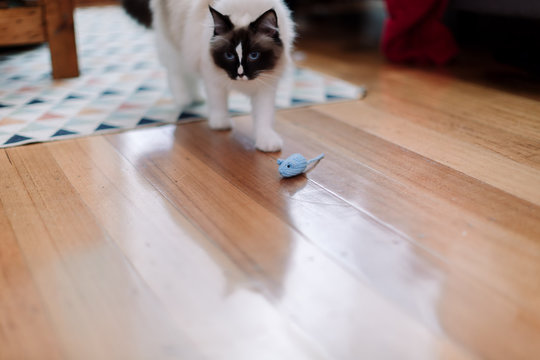 Ragdoll cat playing with a blue knitted mouse inside 