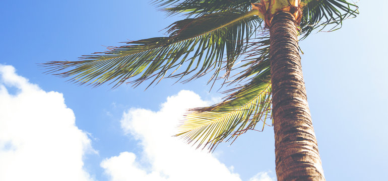 Palm tree against a blue sky on a windy day. Cover photo or banner use with copy space. Image has a vintage effect applied.