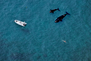 Aerial view of a swimmer and two killer whales or orca (Orcinus orca) with a white speed boat on a...
