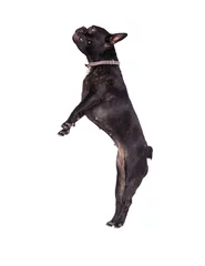 Keuken achterwand Franse bulldog dog french bulldog jumping  © Happy monkey