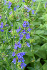Fototapeta premium Blooming blue hyssop in the garden, Summer