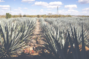 Cactus plants for tequila making. Image has a vintage effect applied.