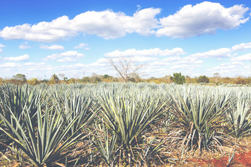 Cactus plants for tequila making. Image has a vintage effect applied.