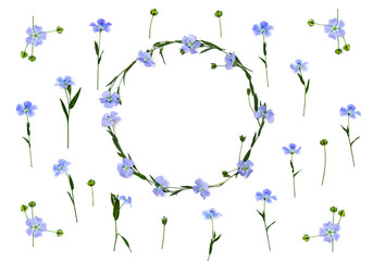 Wreath of flowers and capsules with seed flax ( Linum usitatissimum, common flax or linseed ) on a white background with space for text. Top view, flat lay