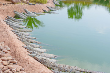 crocodile park	
