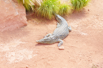 crocodile park	