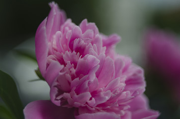 Peony