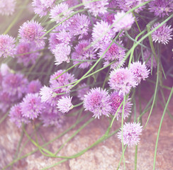 Closeup of chive-onion
