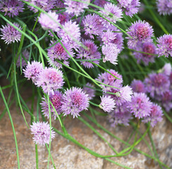 Closeup of chive-onion