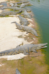crocodile park