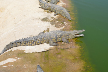 crocodile park
