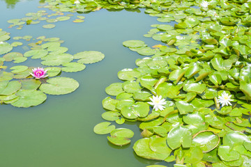 a pond with Lotus flowers